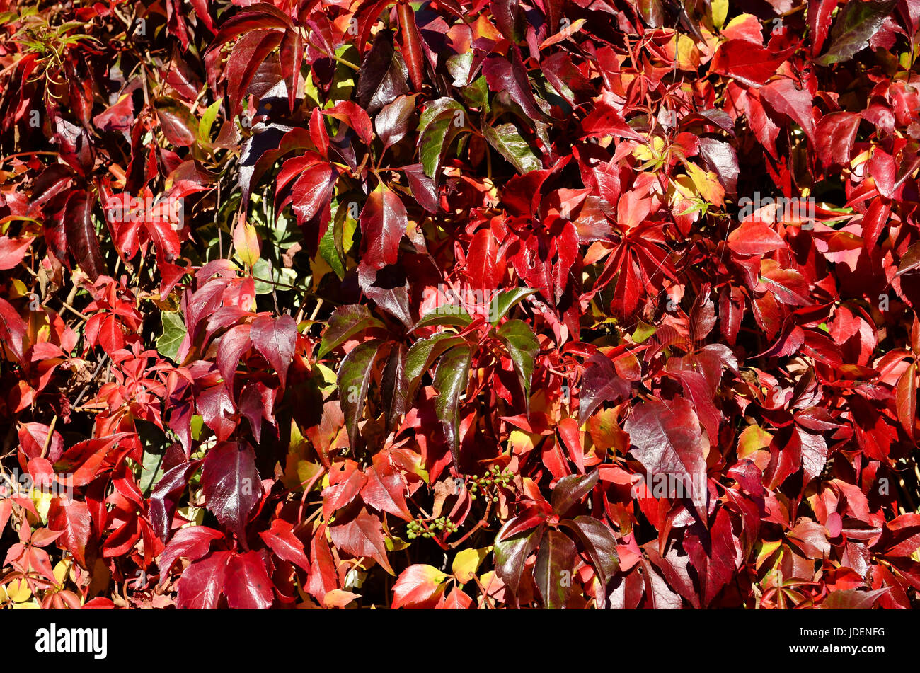 autumn-leaves-changing-colour-background-stock-photo-alamy