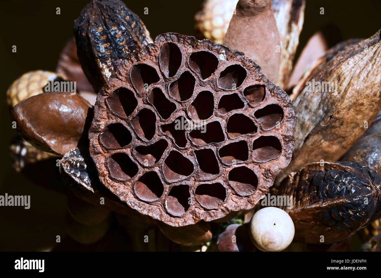 Lotus flower seed pod, dry out, in sun light Stock Photo