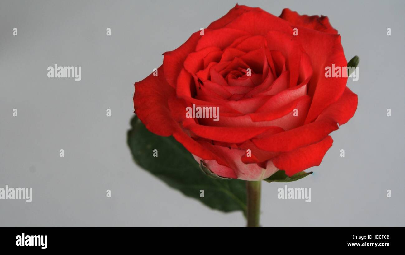 A single red rose Stock Photo Alamy