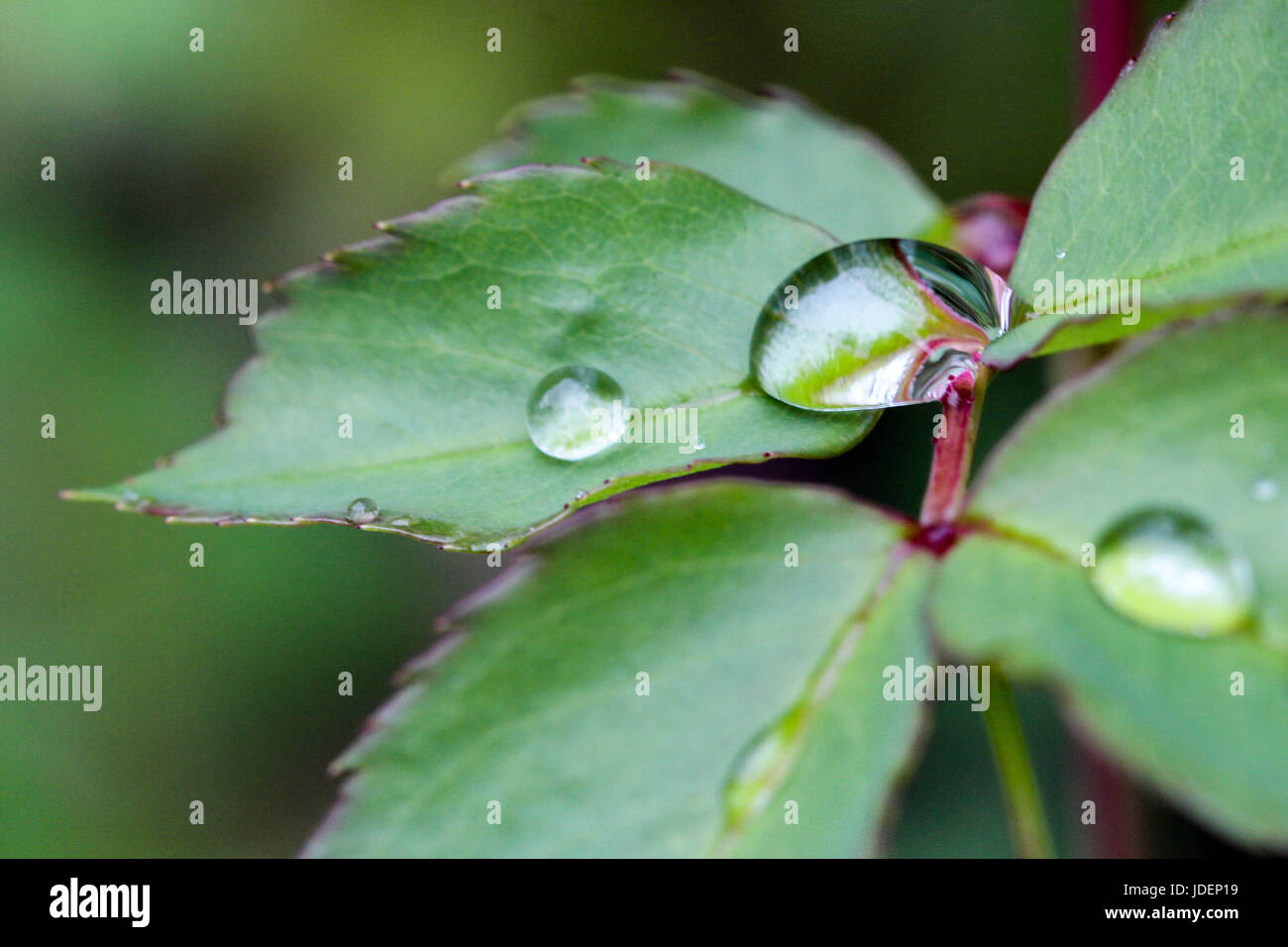 Dew on a leaf Stock Photo