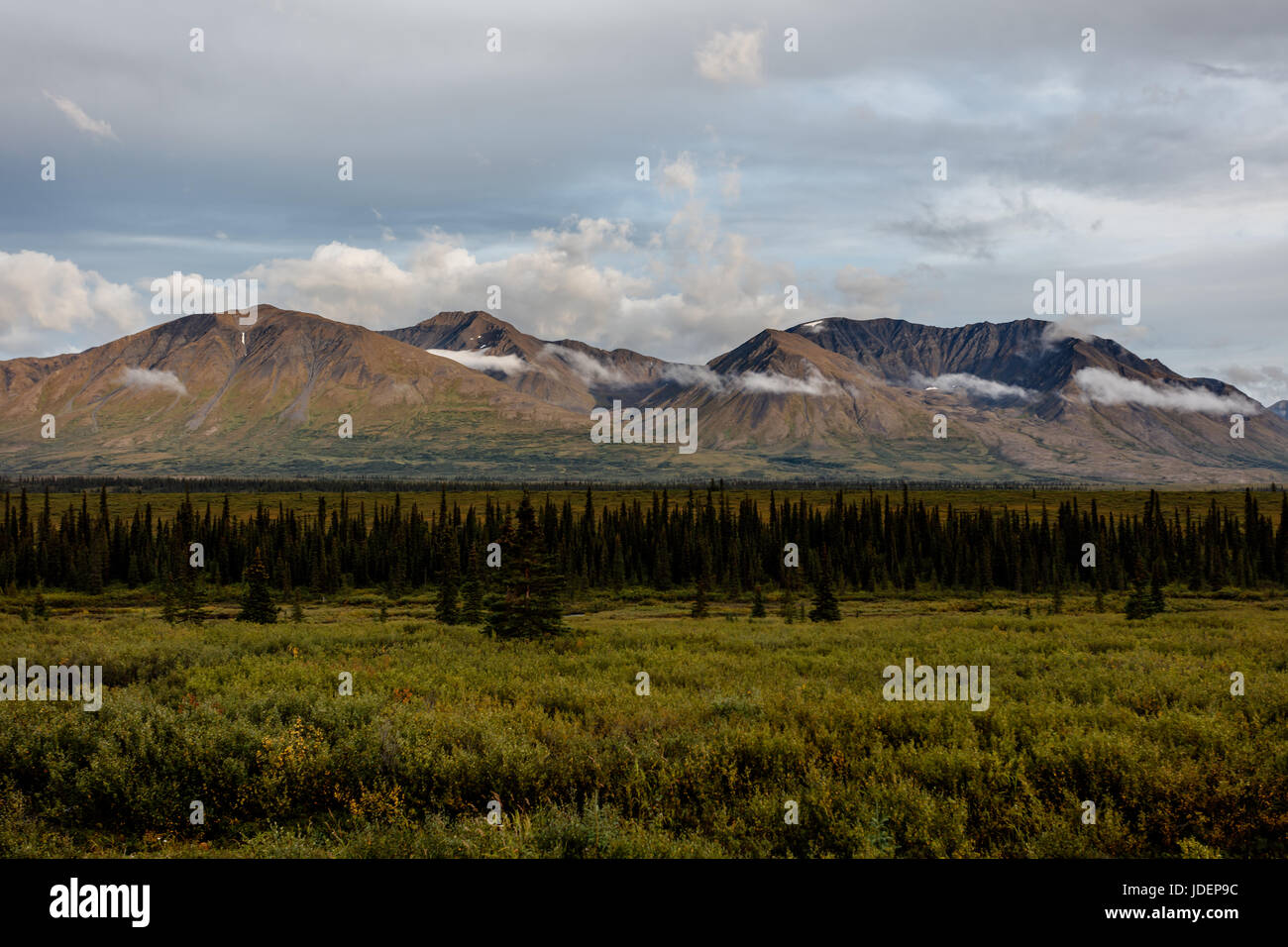 Alaska mountain range in Denali National Park rises high above pine forest and tundra Stock Photo