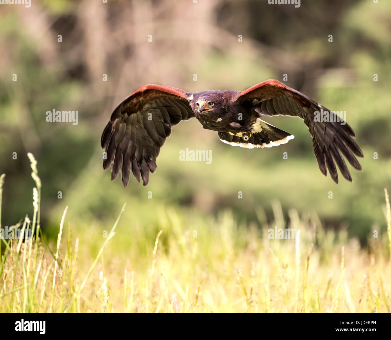 Harris hawk nest hires stock photography and images Alamy