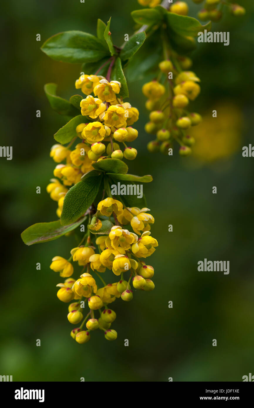 Blossoms of a common barberry (Berberis vulgaris), Bavaria, Germany ...