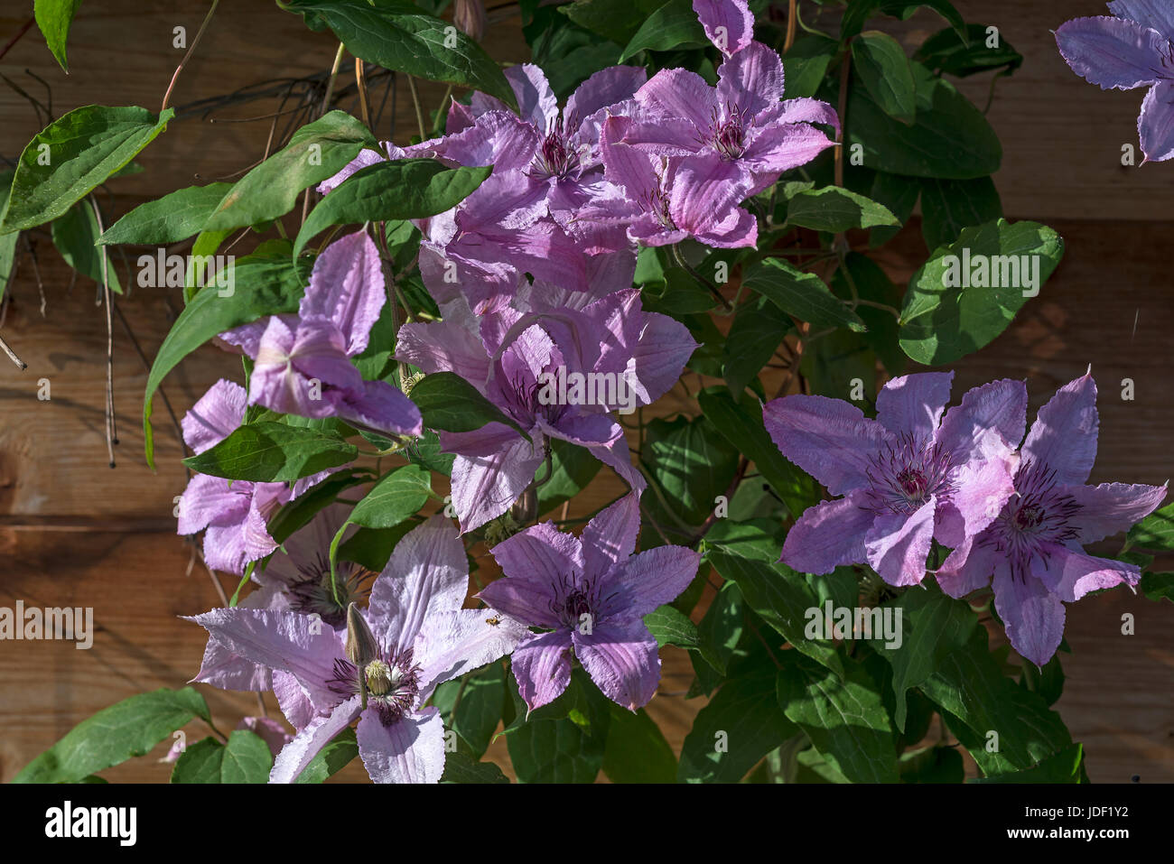 Pink blossoms of clematis (Clematis), Bavaria, Germany Stock Photo