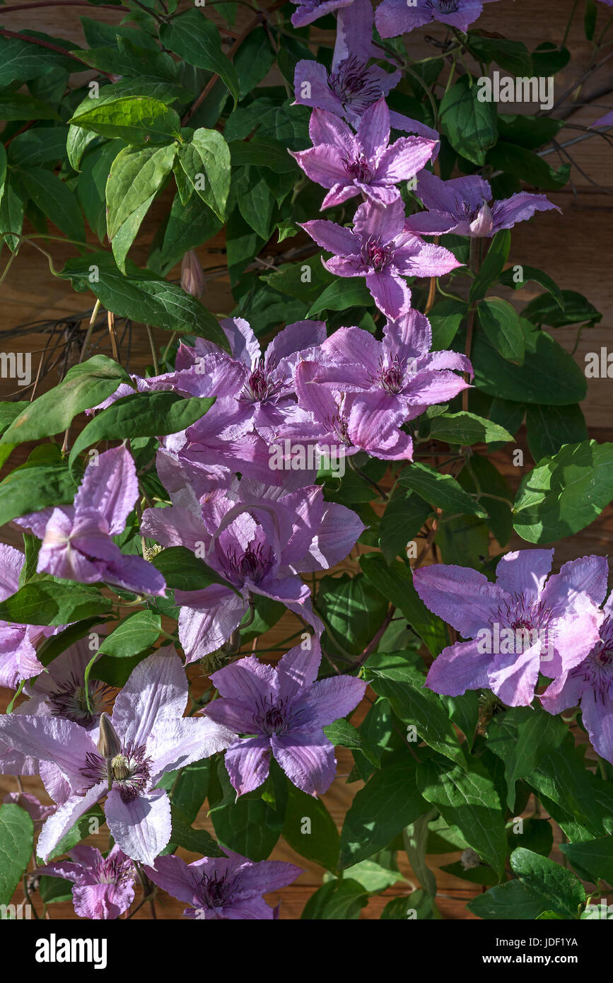 Pink blossoms of clematis (Clematis), Bavaria, Germany Stock Photo