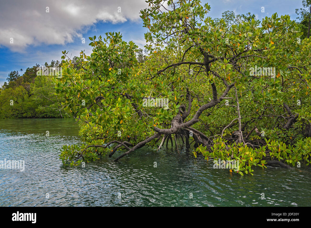 Mangrove Forest, Gam, Dampier Strait, Raja Ampat, Western New Guinea, Indonesia Stock Photo