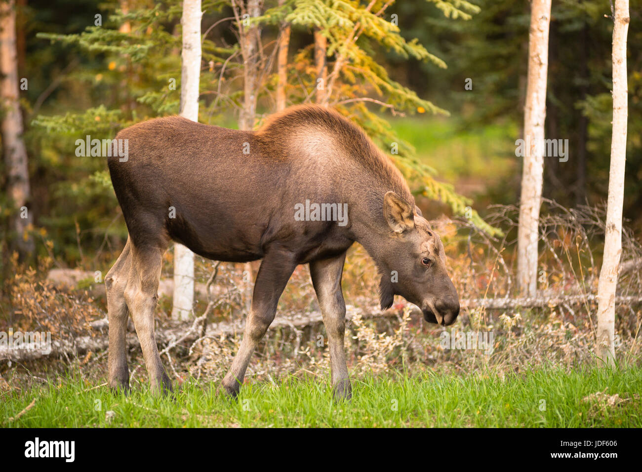A young moose calf takes a moment to pause to check my position while grazing Stock Photo