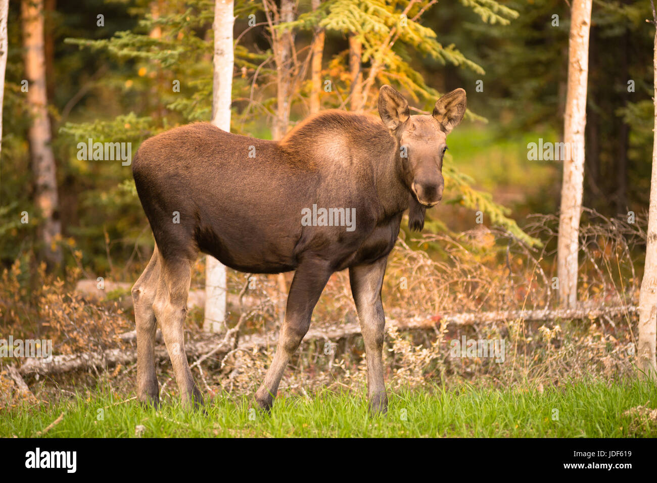 A young moose calf takes a moment to check my position while grazing Stock Photo