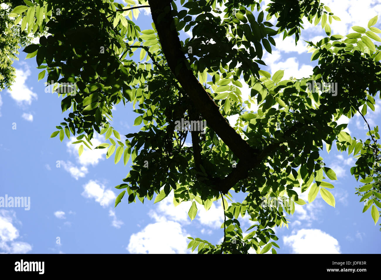 The canopy and the treetop of a nut tree, Juglans cinerea against clouds on the blue sky. Stock Photo