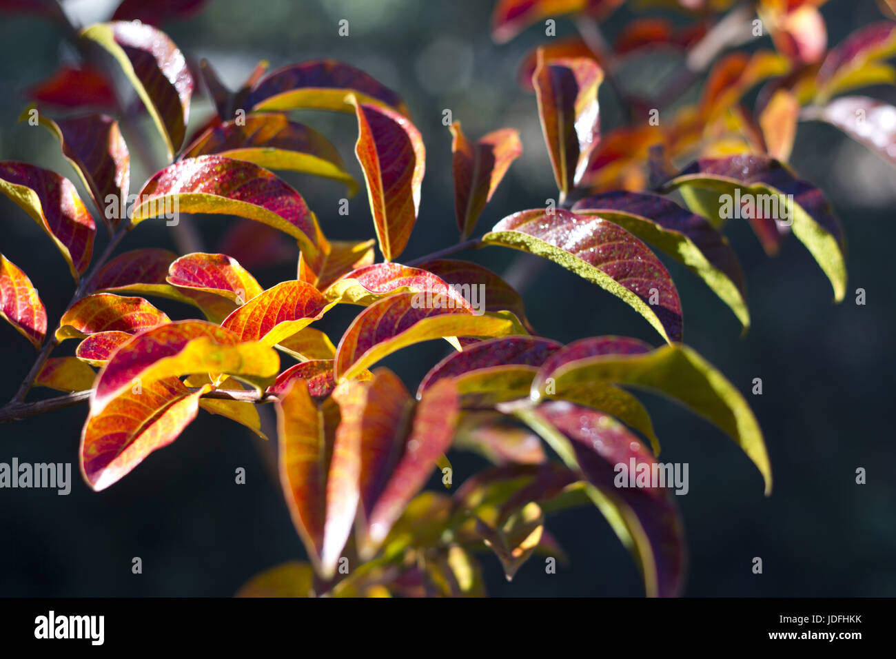 Crepe Myrtle Lagerstroemia indica leaves in an Australian garden autumn ...