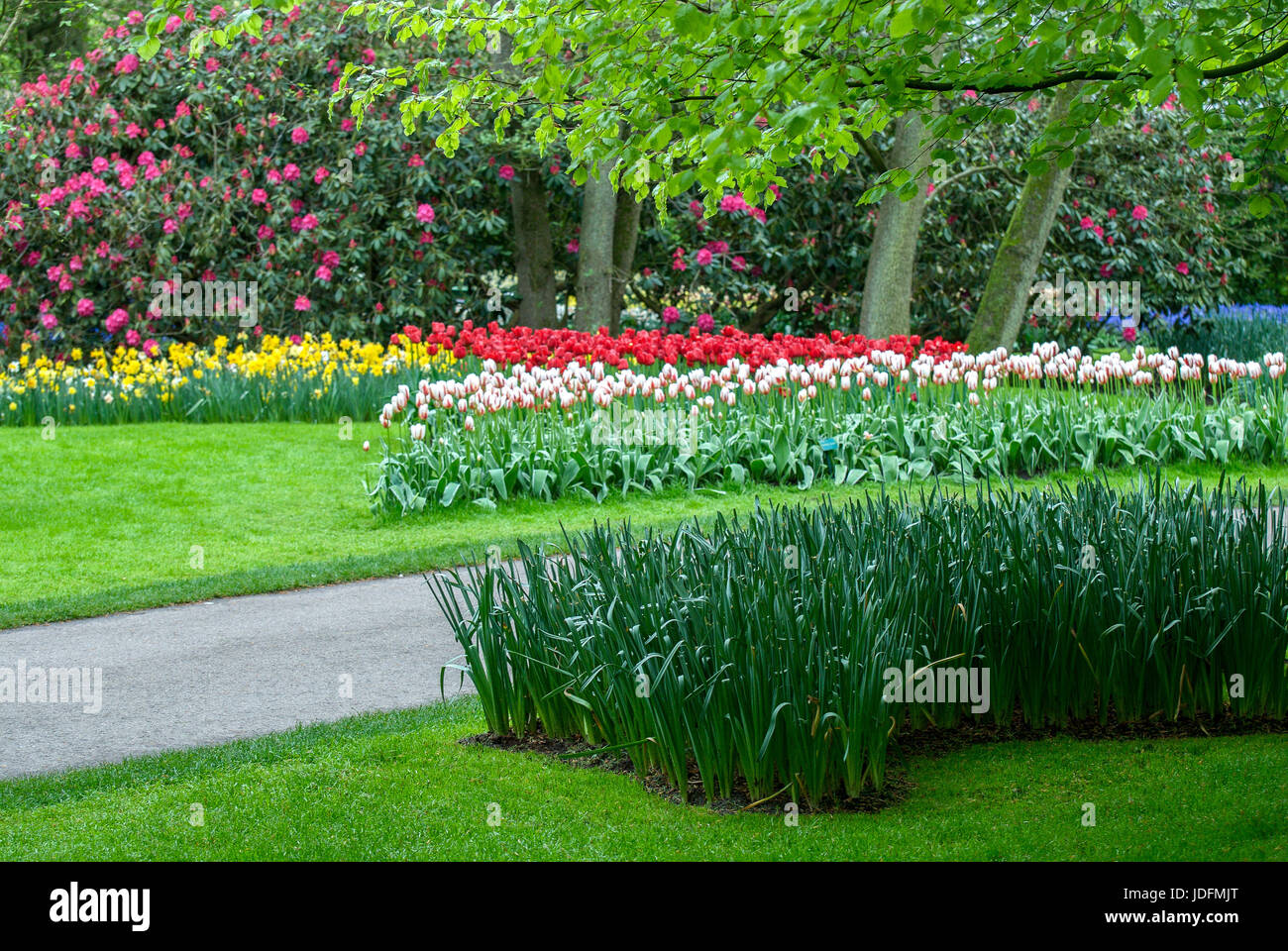 Colorful flowers grow in Keukenhof Garden in the Netherlands Stock