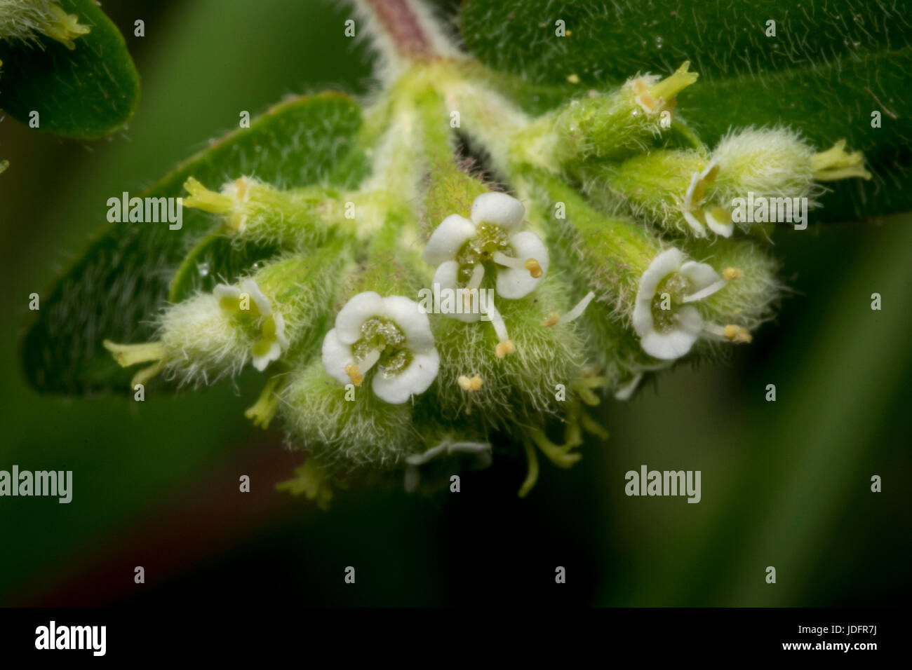 Tiny circaea nightshade enchanter flowers in the wild Stock Photo