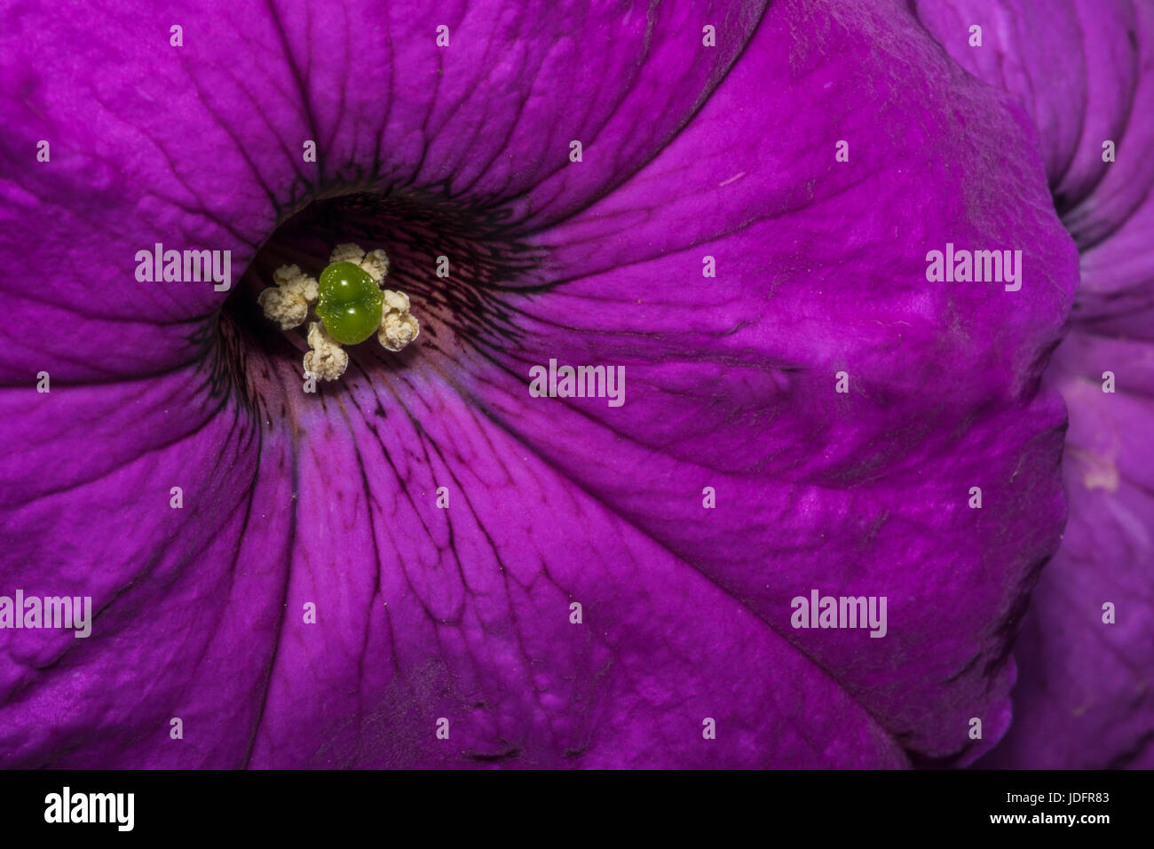 Purple primrose flower with stamen in the wild Stock Photo