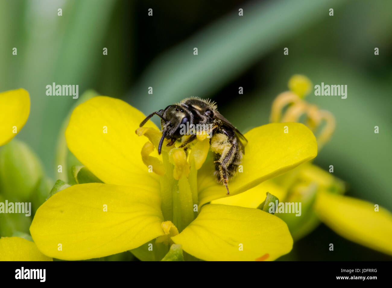 Tiny black wasp on a yellow primrose flower Stock Photo