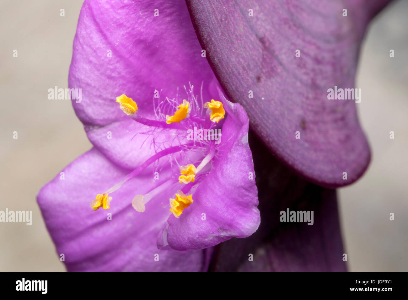 Purple anagallis arvensis flower in a garden Stock Photo