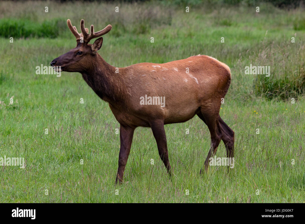 A young Roosevelt elk (Cervis elaphus roosevelti), with velvet still on its antlers, grazes in Elk Meadow in Prairie Creek Redwoods State Park near Or Stock Photo