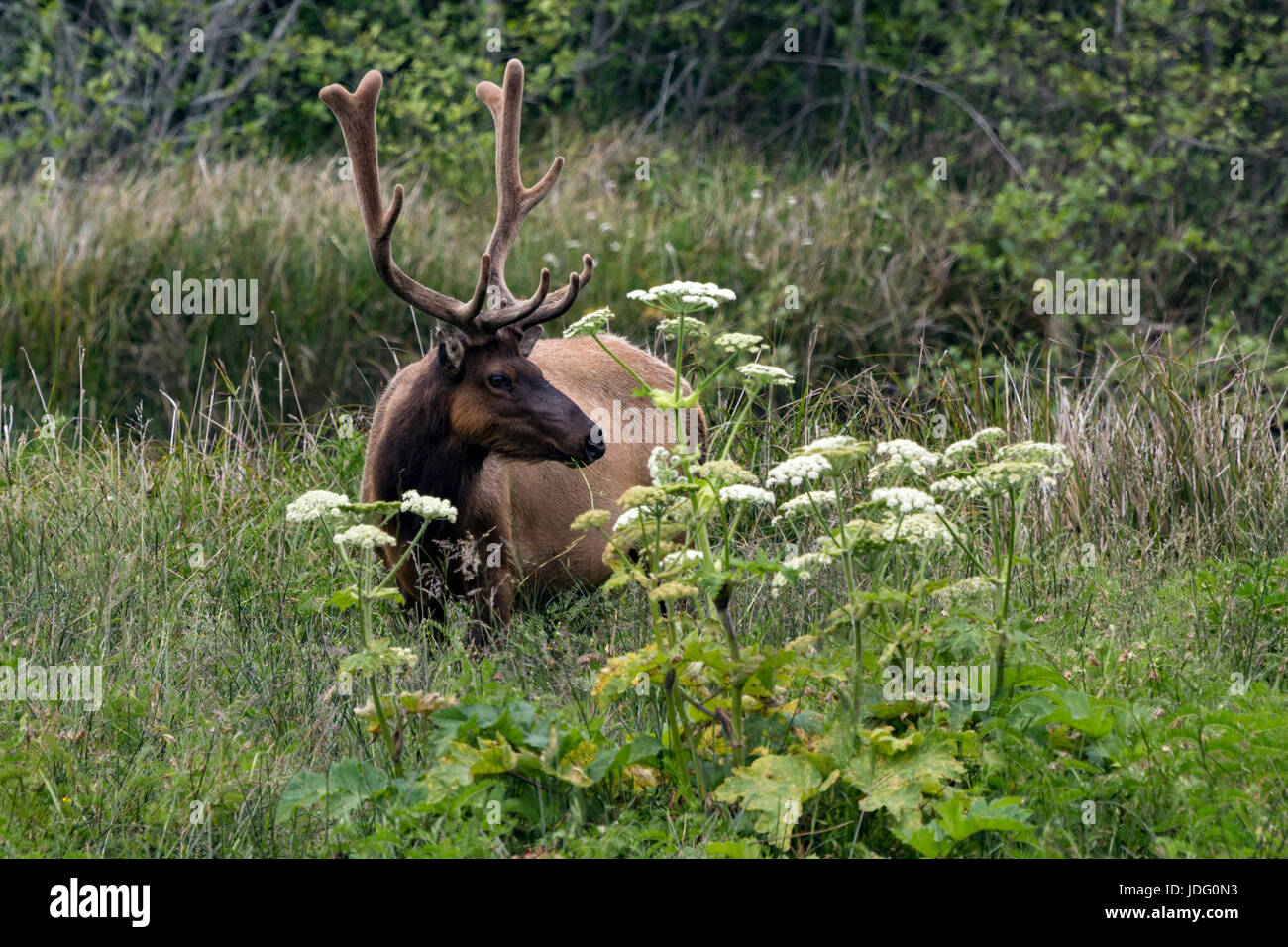 A Roosevelt elk (Cervis elaphus roosevelti) bull, with velvet still on its antlers, grazes near Gold Bluff Beach in Prairie Creek Redwoods State Park  Stock Photo