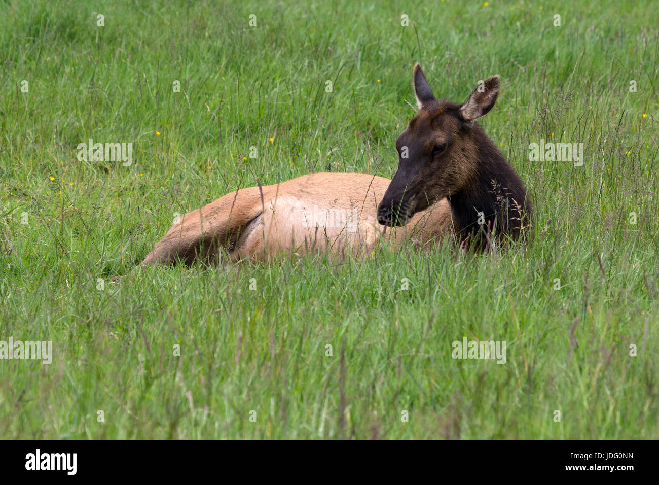 A Roosevelt elk cow (Cervis elaphus roosevelti), lies in the grasses of Elk Meadow in Prairie Creek Redwoods State Park near Orick, California. Stock Photo