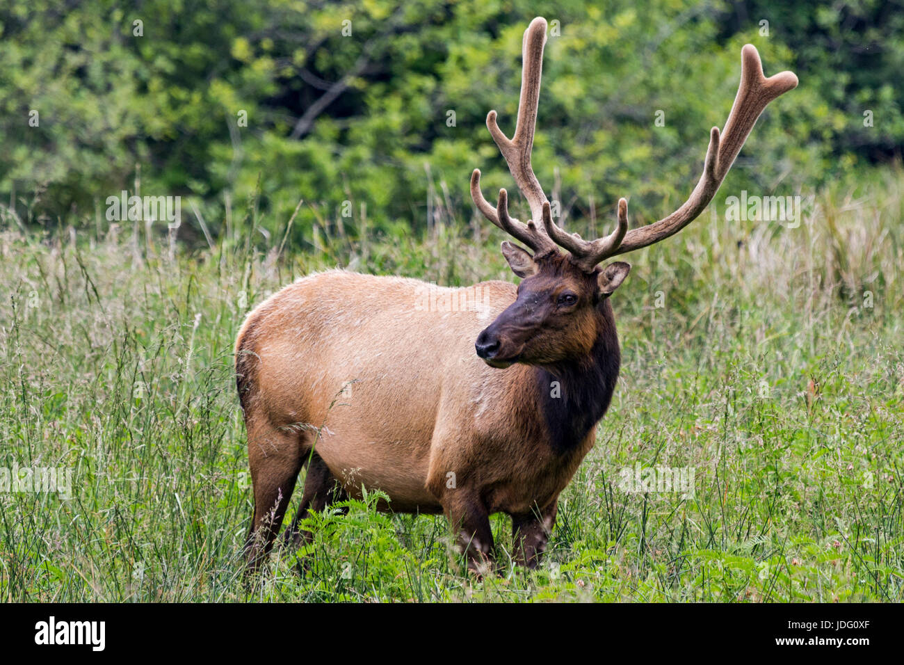 A Roosevelt elk (Cervis elaphus roosevelti) bull, with velvet still on its antlers, grazes near Gold Bluff Beach in Prairie Creek Redwoods State Park  Stock Photo