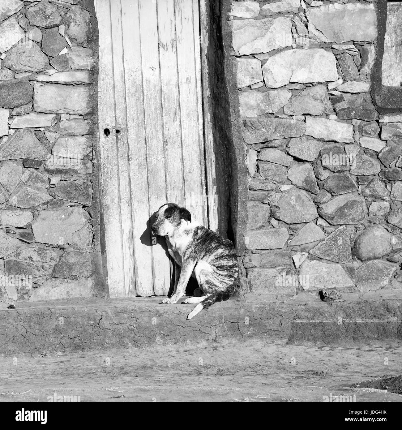Dog waiting door Black and White Stock Photos & Images Alamy