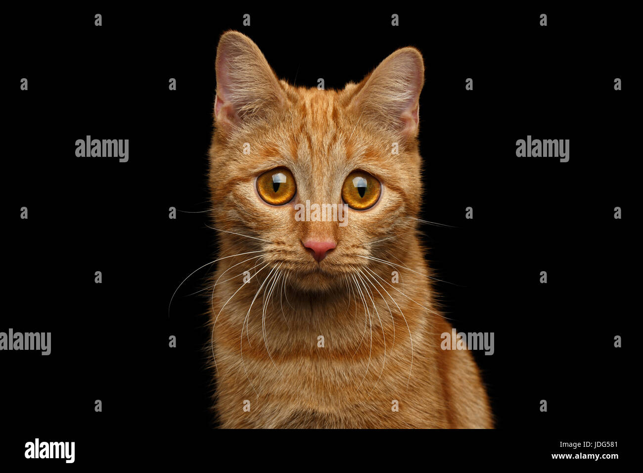 Funny Sad Ginger Cat Asymmetrical Ears Stock Photo 2219489681