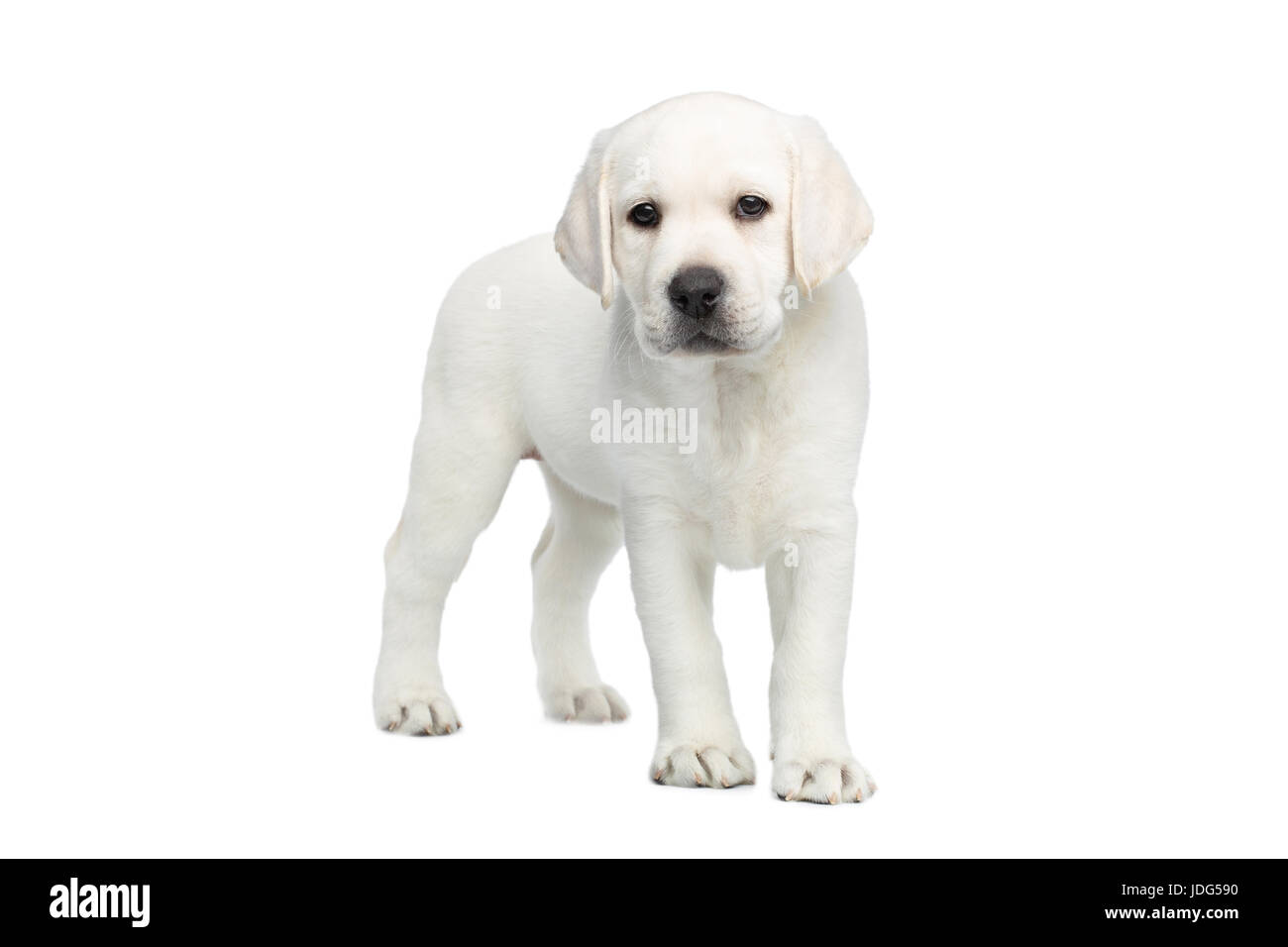 Labrador puppy on white background Stock Photo Alamy