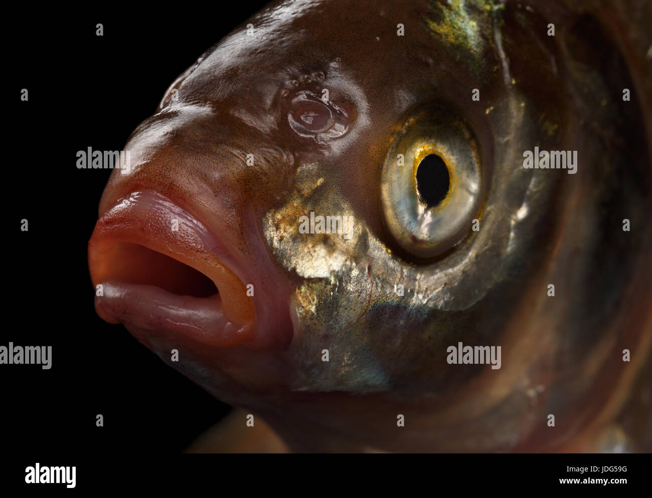 Bream fish isolated on black background Stock Photo