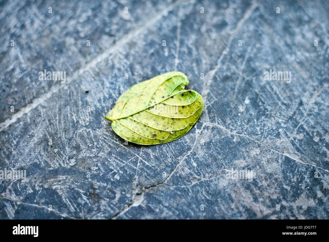 One yellow leaf on rough surface hi-res stock photography and images ...