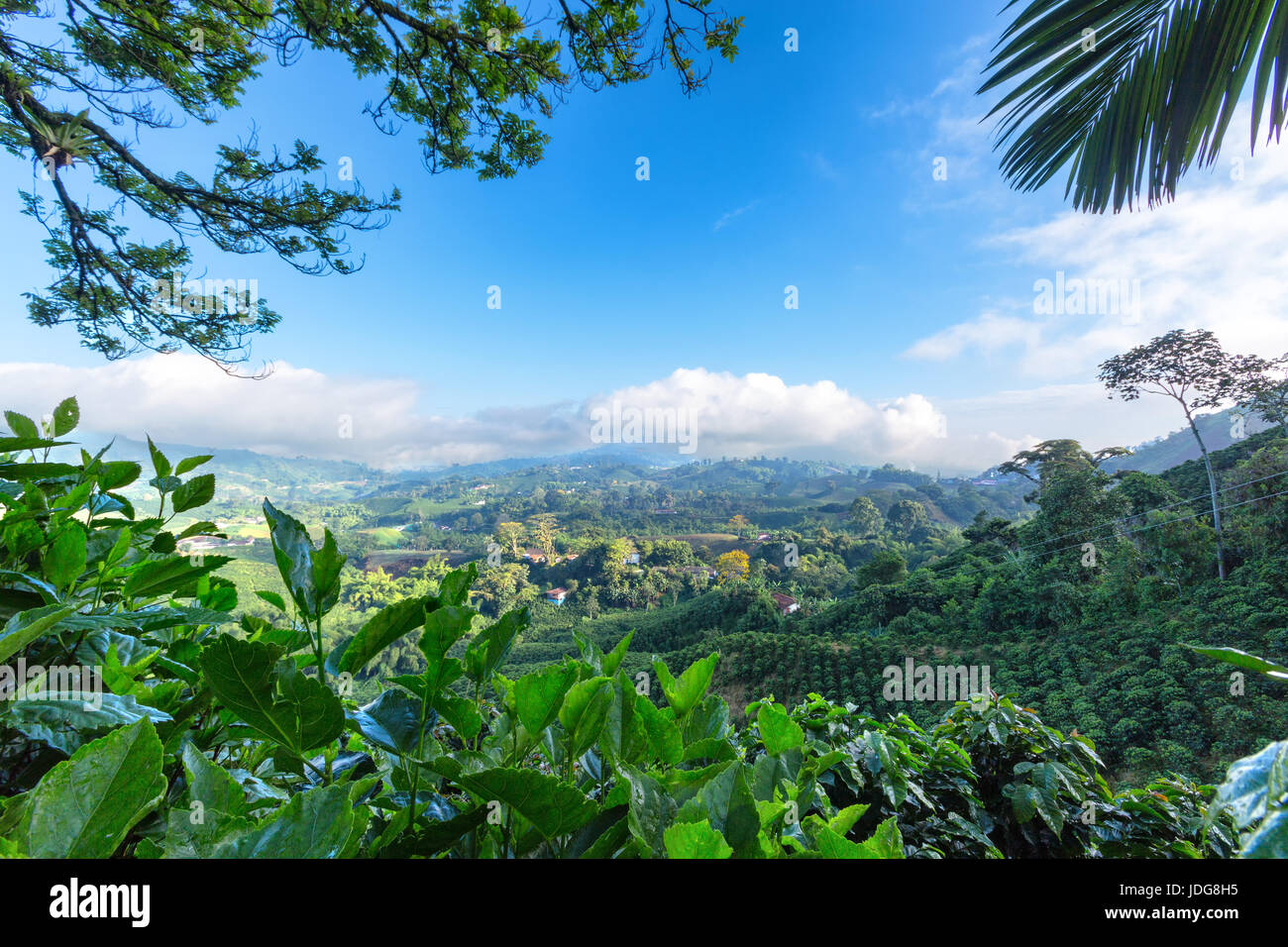 Early morning View of a Coffee plantation near Manizales in the Coffee Triangle of Colombia. Stock Photo