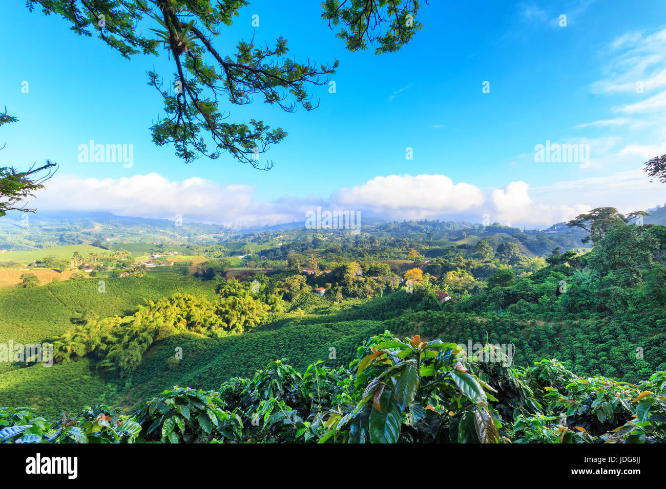 Brilliant blue sky view of a Coffee plantation near Manizales in the Coffee Triangle of Colombia. Stock Photo