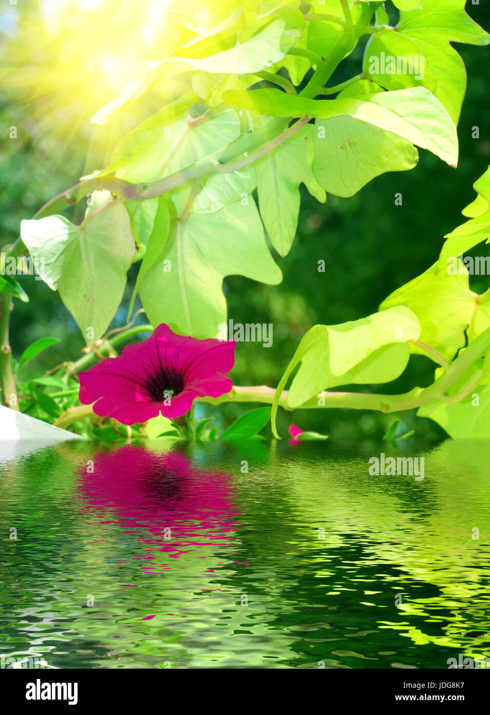 Sun flowers and plants, full of vitality. Stock Photo