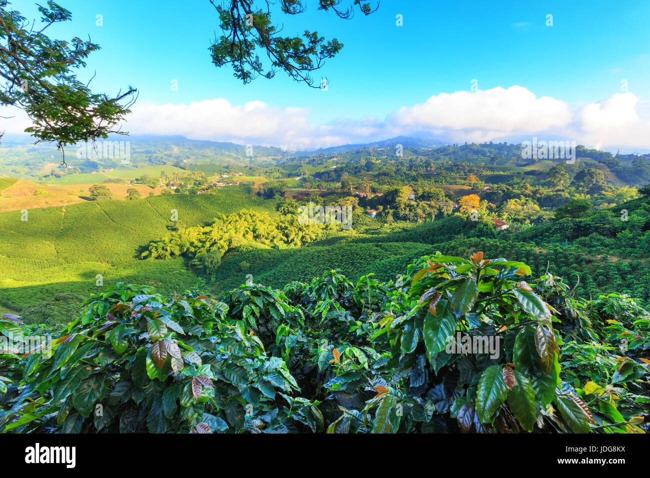 View of a Coffee plantation near Manizales in the Coffee Triangle of Colombia with coffee plants in the foreground. Stock Photo