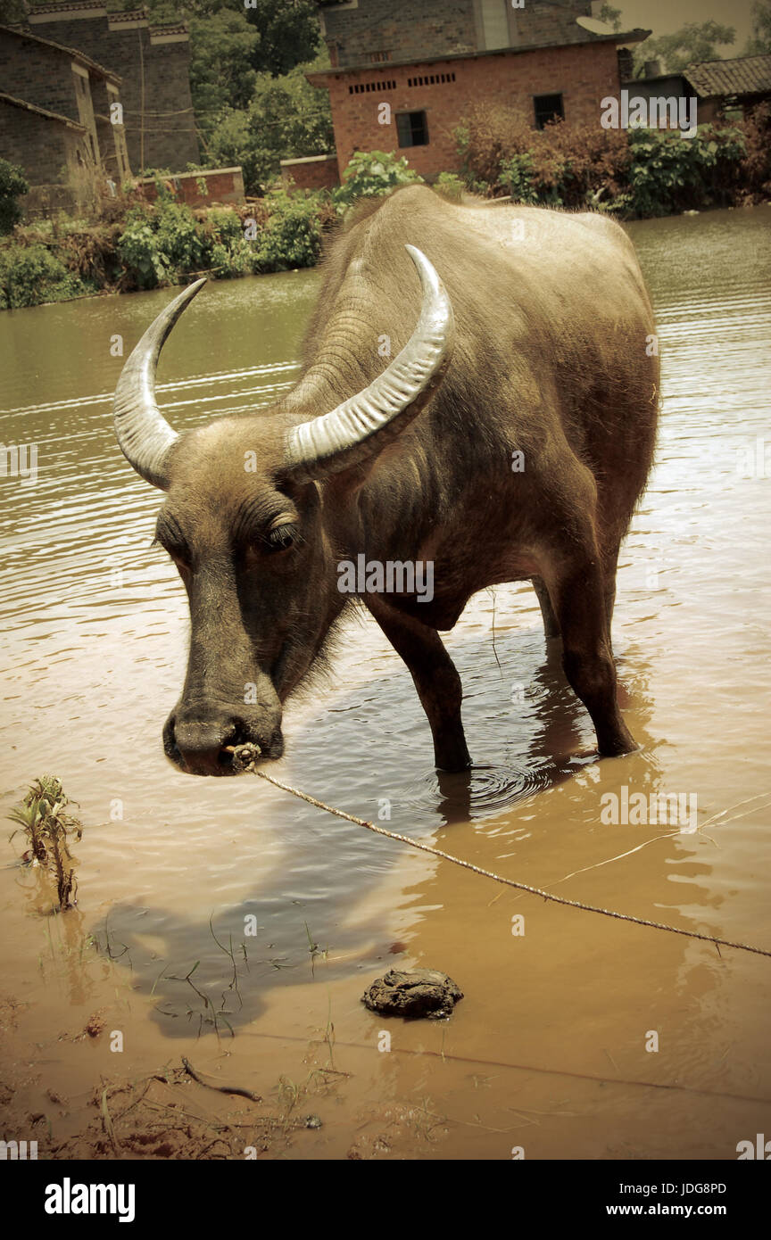 china-s-rural-water-buffalo-to-plow-stock-photo-alamy