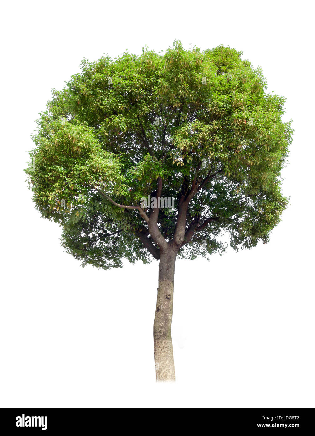 Small camphor tree isolated on white Stock Photo