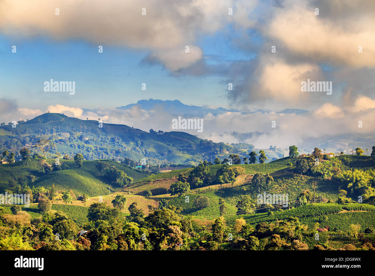 View of a Coffee plantation near Manizales in the Coffee Triangle of Colombia with the Nevado del Ruiz in the background. Stock Photo