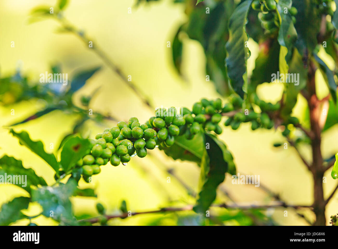 Young green coffee beans on a coffee plant near Manizales in the Coffee Triangle of Colombia. Stock Photo