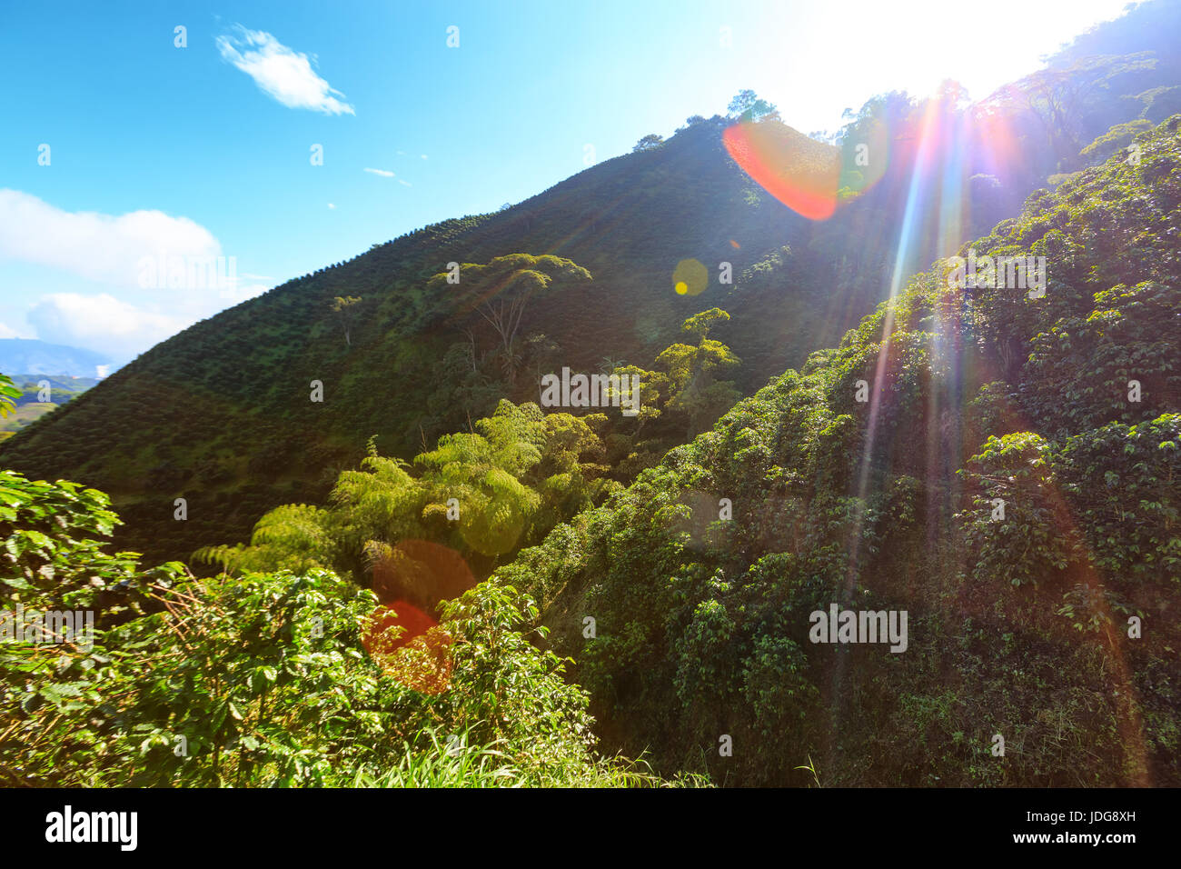 The sun bursts over the mountain at a  coffee plantation near Manizales in the Coffee Triangle of Colombia. Stock Photo