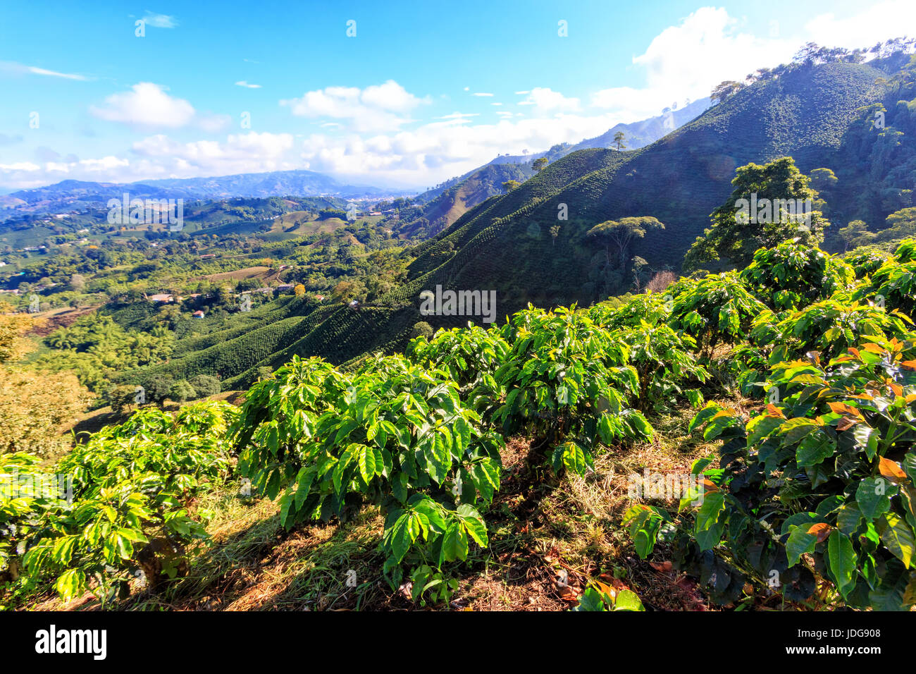 Colombia's Coffee Triangle: Pereira, Manizales And Armenia