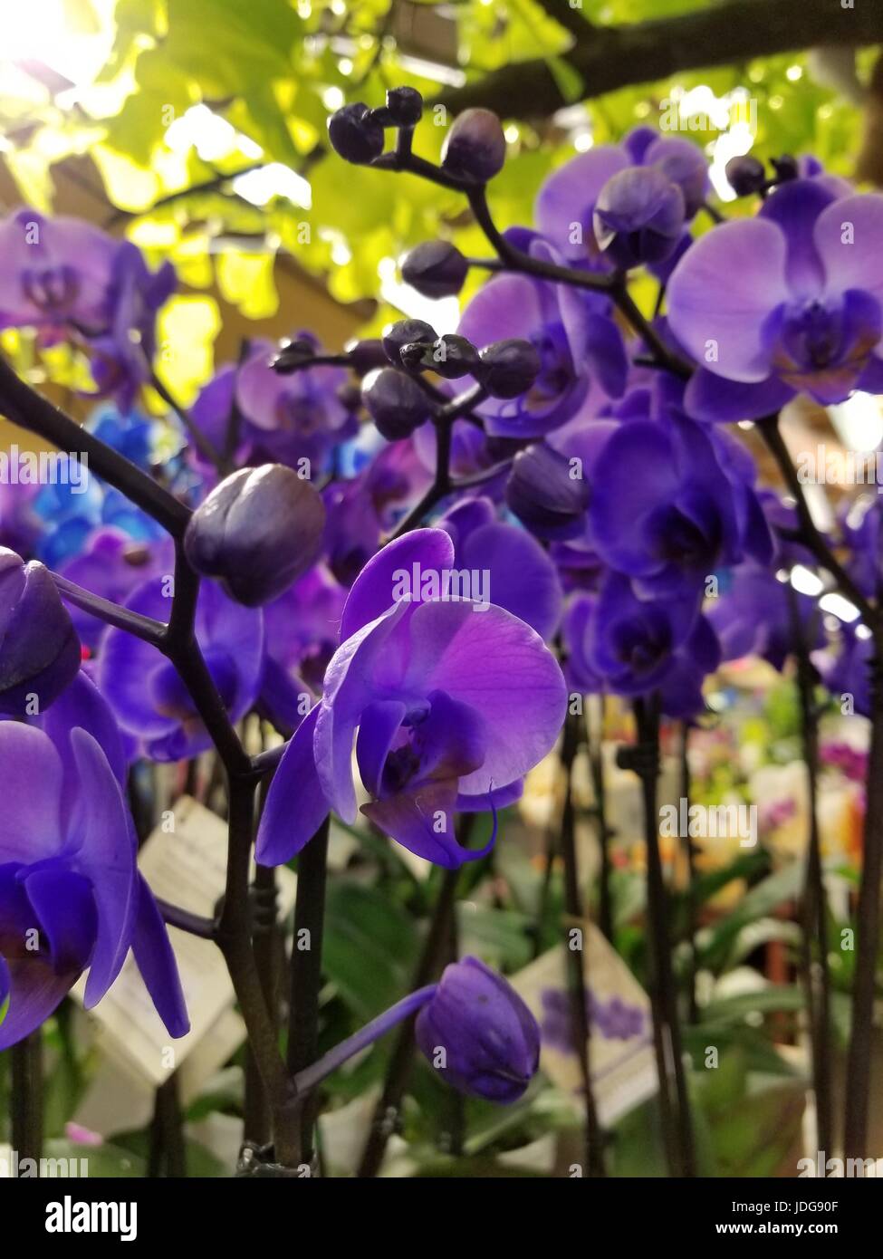 Photo of beautiful uncut purple orchids in a natural setting, bringing out the variety of magenta colors that have become the staple of this flower. Stock Photo