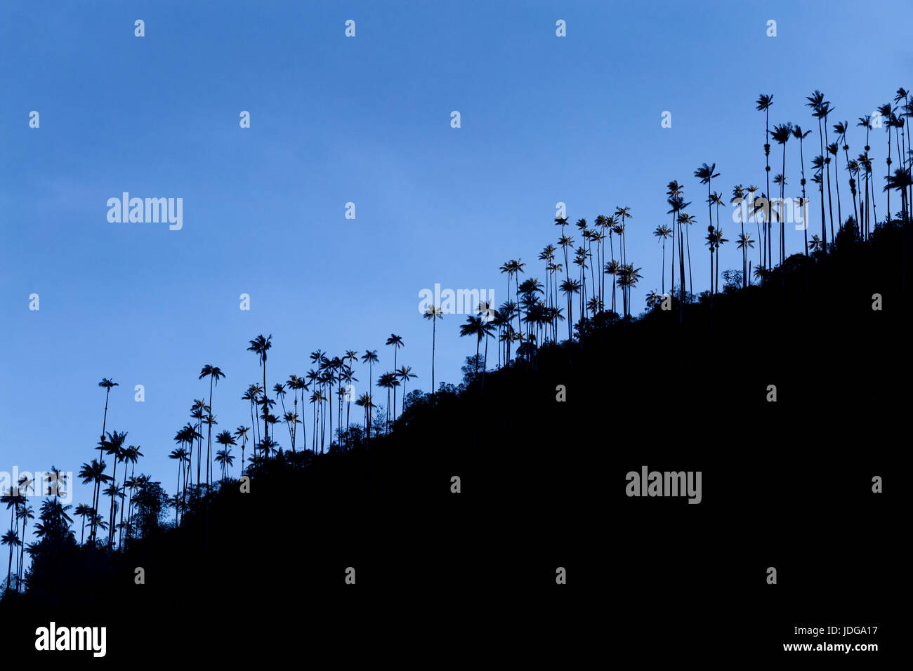 Early morning silhouette view of wax palms near the Los Nevados National Park near Salento, Colombia. Stock Photo
