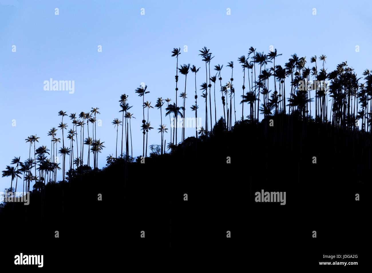 morning silhouette view of wax palms near the Los Nevados National Park near Salento, Colombia. Stock Photo