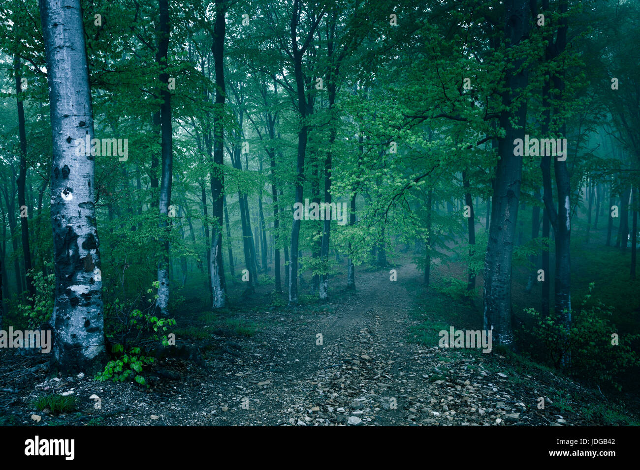 Blue fog path into foggy forest Stock Photo - Alamy