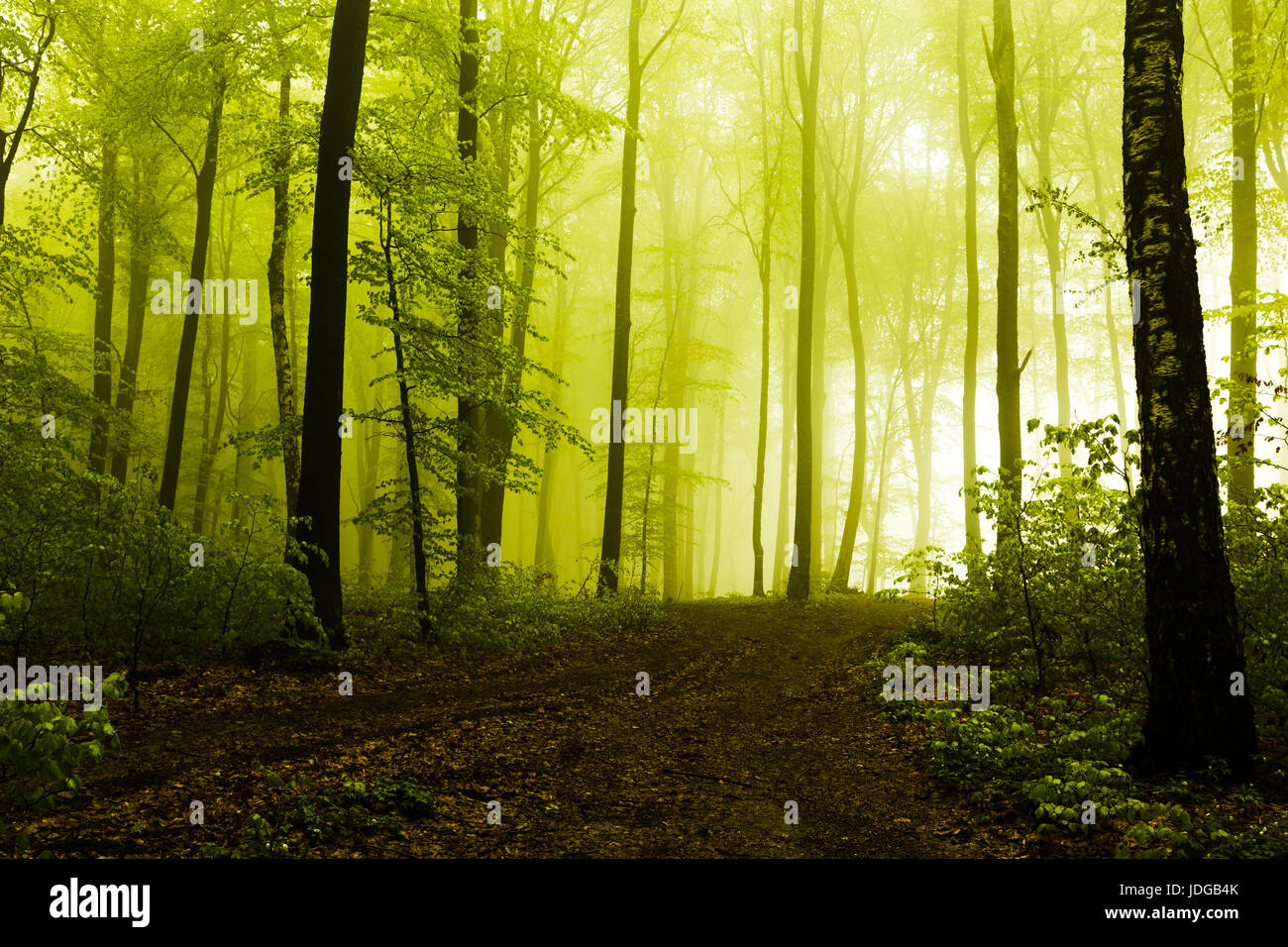 Path in beautiful foggy forest Stock Photo - Alamy