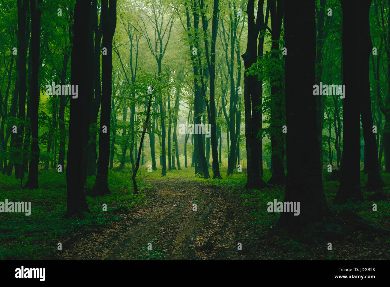 Green foggy forest Stock Photo - Alamy