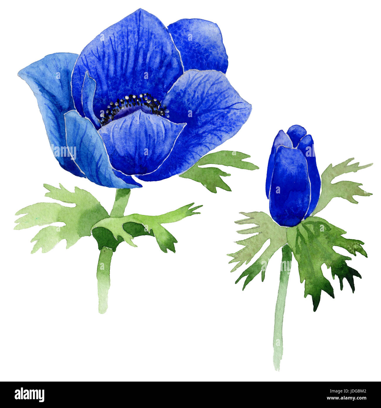 Wildflower Anemone flower in a watercolor style isolated. Full name of