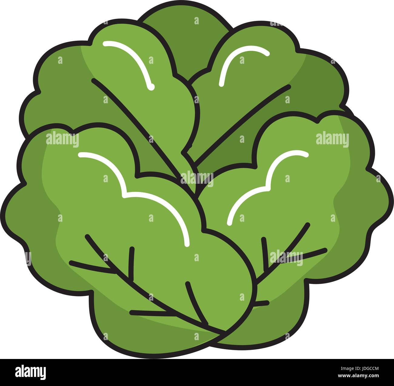 delicious and health lettuce vegetable Stock Vector Image & Art Alamy
