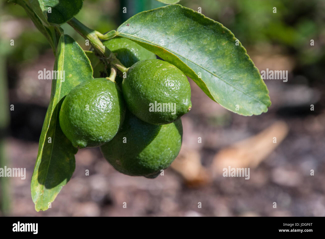 Persian Limes growing in the Florida sun Stock Photo Alamy