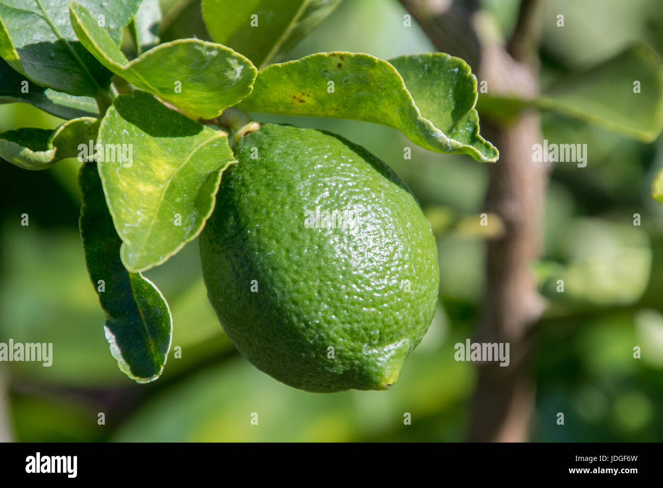 Persian Limes growing in the Florida sun Stock Photo Alamy
