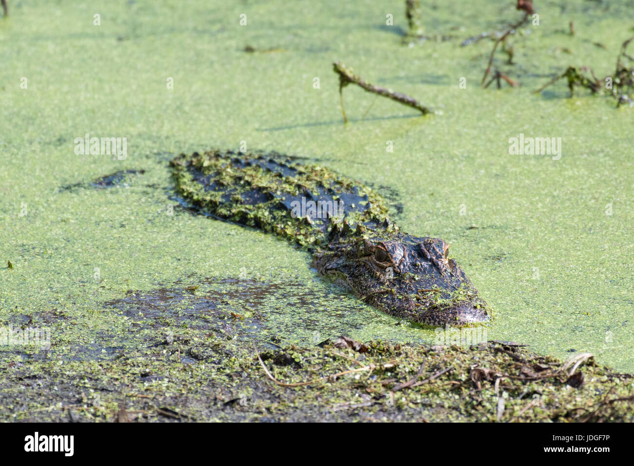 An American Alligator lies motionless in the duckweed of a Florida golf course water hazard. Alligators are ambush predators. Stock Photo