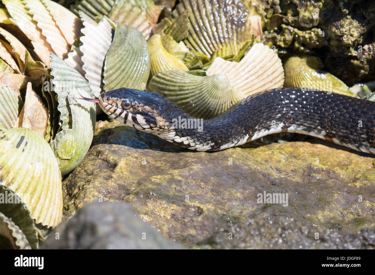 Snake shells hires stock photography and images Alamy